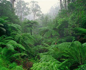 Tarra Bulga National Park - Gold Coast Attractions 0