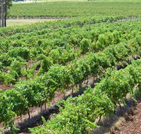 Pokolbin Brothers Wines Hunter Valley - Gold Coast Attractions