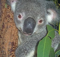 Hunter Valley Zoo - Gold Coast Attractions