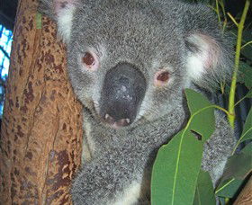 Hunter Valley Zoo - Gold Coast Attractions 0