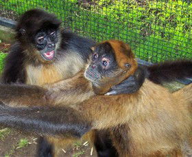 Hunter Valley Zoo - Gold Coast Attractions 5