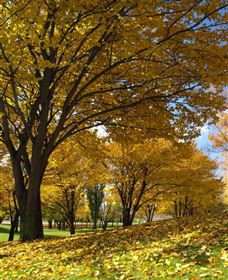 Centennial Park At Cooma - Gold Coast Attractions 0