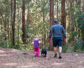 Olney State Forest - Watagan Mountains - Gold Coast Attractions 0