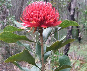 Olney State Forest - Watagan Mountains - Gold Coast Attractions 1