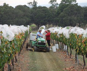 Razorback Ridge Wines - Gold Coast Attractions 7