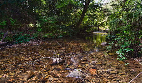 Myrtle Scrub Scenic Drive - Gold Coast Attractions 2