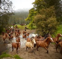 Glenworth Valley Horse Riding - Gold Coast Attractions