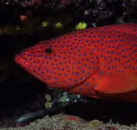 Maori Wrasse Bommie Dive Site - Gold Coast Attractions