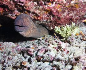 Anchor Bommie Dive Site - Gold Coast Attractions 1