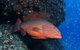 Anchor Bommie Dive Site - thumb 0