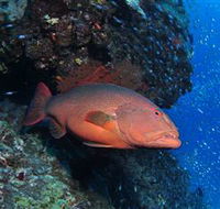Anchor Bommie Dive Site - Gold Coast Attractions