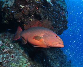 Anchor Bommie Dive Site - Gold Coast Attractions 0