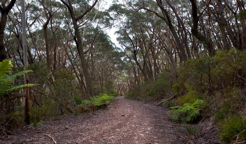 Mount Budawang Trail - Gold Coast Attractions 1