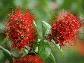 Hervey Bay Botanic Gardens - Gold Coast Attractions 2