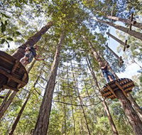 TreeTop Adventure Park Central Coast - Gold Coast Attractions