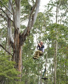 TreeTop Adventure Park Central Coast - Gold Coast Attractions 2