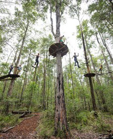 TreeTop Adventure Park Central Coast - Gold Coast Attractions 4