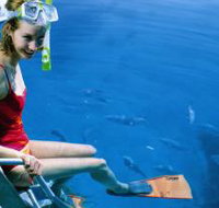 Roy Rufus Artificial Reef Dive Site - Gold Coast Attractions