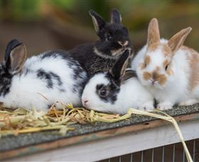 Amazement Farm And Fun Park / Cafe And Farmstay Accommodation - Gold Coast Attractions 2