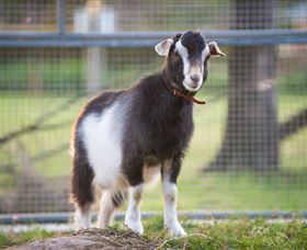 Amazement Farm And Fun Park / Cafe And Farmstay Accommodation - Gold Coast Attractions 3