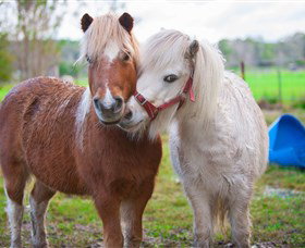 Amazement Farm And Fun Park / Cafe And Farmstay Accommodation - Gold Coast Attractions 5