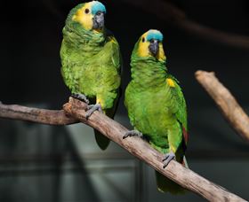 Amazement Farm And Fun Park / Cafe And Farmstay Accommodation - Gold Coast Attractions 7