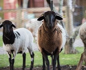 Amazement Farm And Fun Park / Cafe And Farmstay Accommodation - Gold Coast Attractions 4