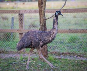 Amazement Farm And Fun Park / Cafe And Farmstay Accommodation - Gold Coast Attractions 6