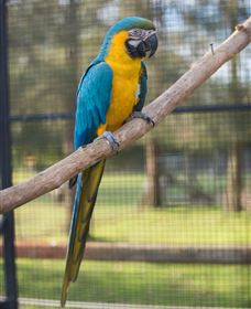 Amazement Farm And Fun Park / Cafe And Farmstay Accommodation - Gold Coast Attractions 8