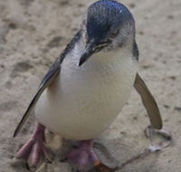 Penguin Island Boardwalks and Walk Trail - Gold Coast Attractions