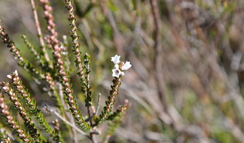 Cambewarra Range Nature Reserve - Gold Coast Attractions 2