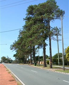 Anzac Memorial Avenue, Redcliffe - Gold Coast Attractions 1