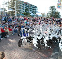 Pelican Feeding - Gold Coast Attractions