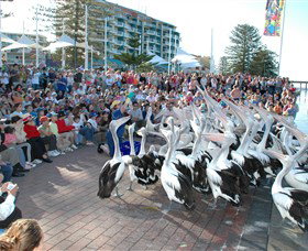 Pelican Feeding - Gold Coast Attractions 0