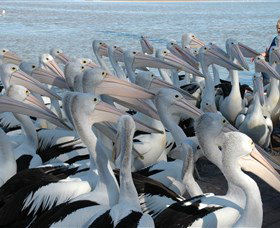 Pelican Feeding - Gold Coast Attractions 2