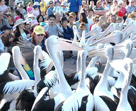 Pelican Feeding - Gold Coast Attractions 1