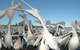 Pelican Feeding - thumb 3