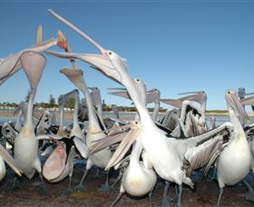 Pelican Feeding - Gold Coast Attractions 3