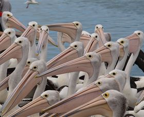 Pelican Feeding - Gold Coast Attractions 4