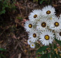 Hastings Forest Way touring route - Gold Coast Attractions
