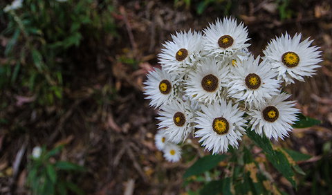 Hastings Forest Way Touring Route - Gold Coast Attractions 0