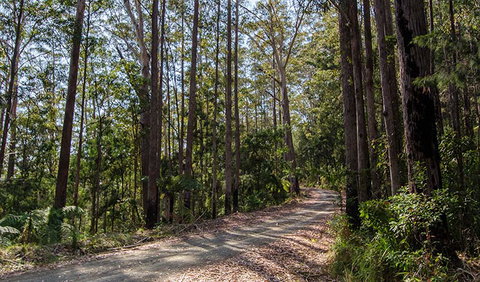Hastings Forest Way Touring Route - Gold Coast Attractions 1