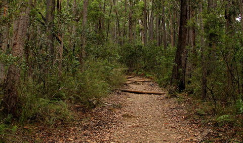Pigeon House Mountain Didthul Walking Track - Gold Coast Attractions 0