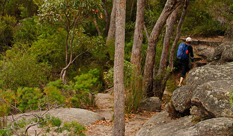 Pigeon House Mountain Didthul Walking Track - Gold Coast Attractions 3