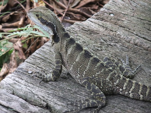 Campbells Store Craft Centre - Gold Coast Attractions 1