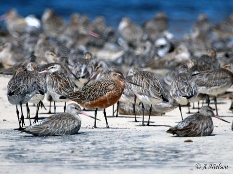 Cooloola Nature - Gold Coast Attractions 0