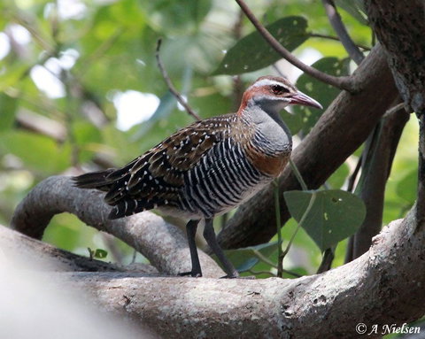 Cooloola Nature - Gold Coast Attractions 1