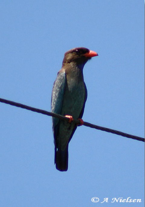 Cooloola Nature - Gold Coast Attractions 2