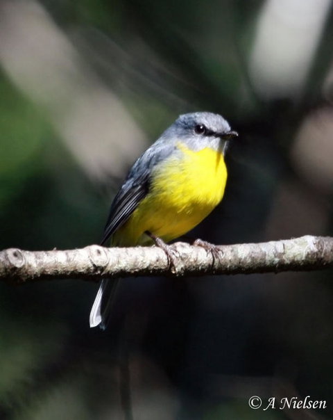 Cooloola Nature - Gold Coast Attractions 4