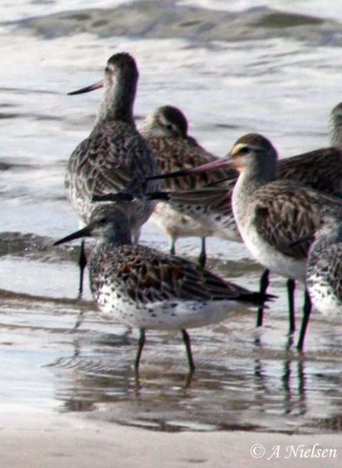 Cooloola Nature - Gold Coast Attractions 5